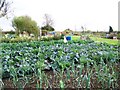 Allotments, Bradford Abbas