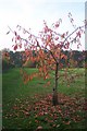 Last leaves in Tonge Mill Countryside Park