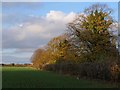 Trees near Upton House