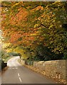 Trees in Alkerton