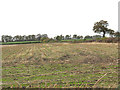 Stubble in a field off Davenport Lane