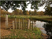 SP2556 : River Dene in Charlecote Park by Derek Harper