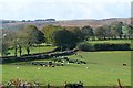 Sheep and cattle near Aberclawdd