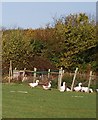 Geese near Nettlestead Green