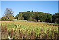 Maize field by the Greensand Way