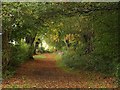 Bridleway in Ben Stedham