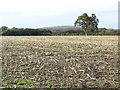 Maize near Chetnole