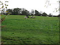 Sheep grazing on hillside near Red Copse