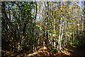 Coppiced trees by Swanton Rd