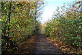 Swanton Rd through Hurst Wood