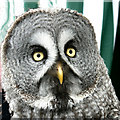 Great Gray Owl - Bird of Prey exhibit at Waddington Air Show