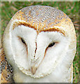 Barn Owl - Bird of Prey exhibit at Waddington Air Show