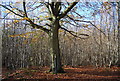 Waymarkers for the Wealdway,  Hurst Wood