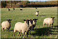 Sheep grazing near Island Farm