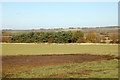 A stand of trees west of Ufton