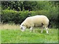 Texel tup at Pen-y-bryn