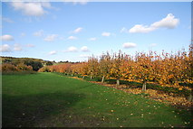 TQ6054 : Orchard off Winfield Lane by N Chadwick