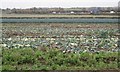 Aftermath of harvesting leeks, south of Leek Wootton