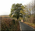 Oak Tree, Bettws Hill