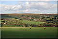 Cattle east of Sheet Hill