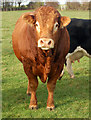 A docile Limousin bull on Bridge Farm, Hunningham