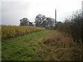 Small copse west of Grindle