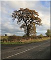 Tree by the roadside