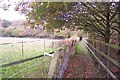 Footpath to Broomfield Wood