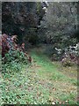 Footpath near Frensham Great Pond