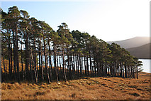 NH1766 : A line of pine trees above Loch Fannich by Dorothy Carse