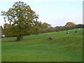 Horse Field, Lyons Gate