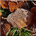 NN7923 : First frost by Dr Richard Murray