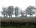 A rookery west of Fersfield Road