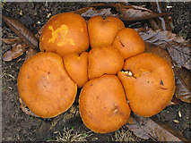 SO6425 : Pumpkin-coloured fungus by Pauline E