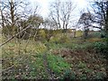 Wooded Land at Lower Bredbury