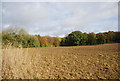 Fore Wood seen from the 1066 Country Path across a field near Crowhurst