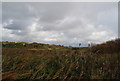 Reeds, Pebsham Conservation Area