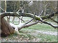 Fallen tree in the grounds of Coombe Lodge