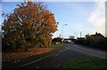 Tree by the junction