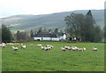 NN8852 : Sheep grazing at Middleton of Derculich by Russel Wills