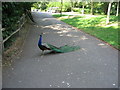 TQ8353 : Peacock at Leeds Castle by Oast House Archive
