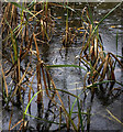 Reeds and Rain