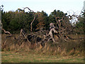 Fallen tree by footpath, Haughley bends