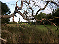 Tractor framed by fallen tree