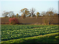 Fields west of Blacksmith