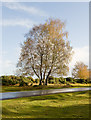 Silver Birch on Forest Road, Burley