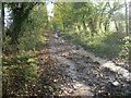 Late afternoon sun on Coalpit Lane Byway