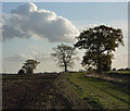 Suffolk fields on a bright November afternoon