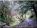 Blunts Beck, Castle Eden Dene