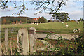 A field of sheep by Woodloes Lane